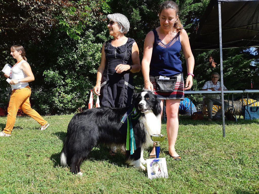 Stds g'homer (alias mer) of the marjohrita - Excellent meilleure mâle l'ATTC