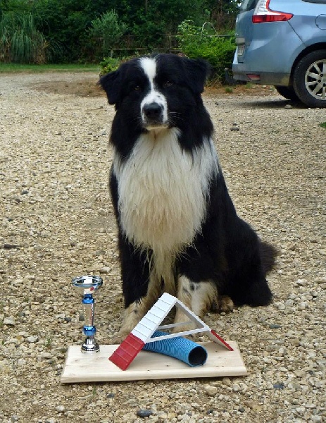 Stds g'homer (alias mer) of the marjohrita - Brevet d'agility