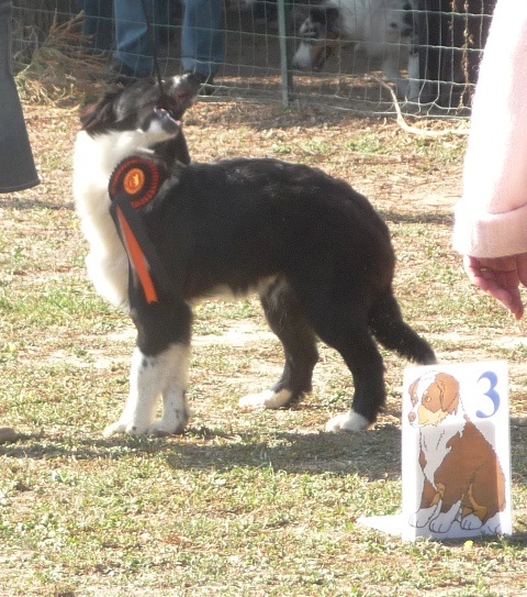 Stds g'homer (alias mer) of the marjohrita - 3 Tr.Prometteur