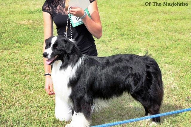 Stds g'homer (alias mer) of the marjohrita - 2/6 sel crufts 2014