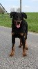 - Wallonia Dogshow