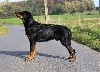 - Intern. dogshow Bleiswijk (NL)