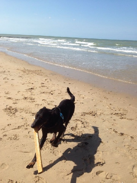 Publication : L'ami De La Campagne Auteur : l'Ami de la Campagne