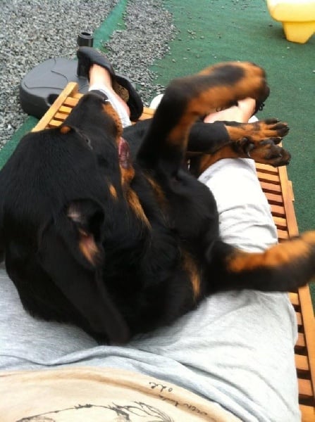 Publication : L'ami De La Campagne Auteur : l'Ami de la Campagne