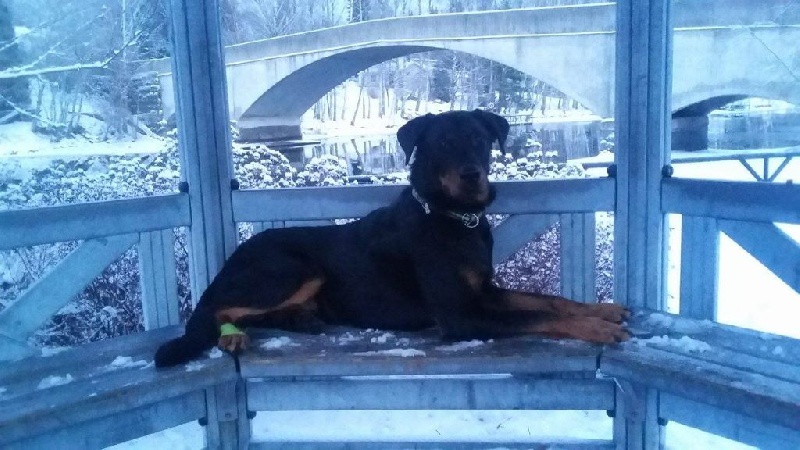 Publication : L'ami De La Campagne Auteur : ami de la campagne