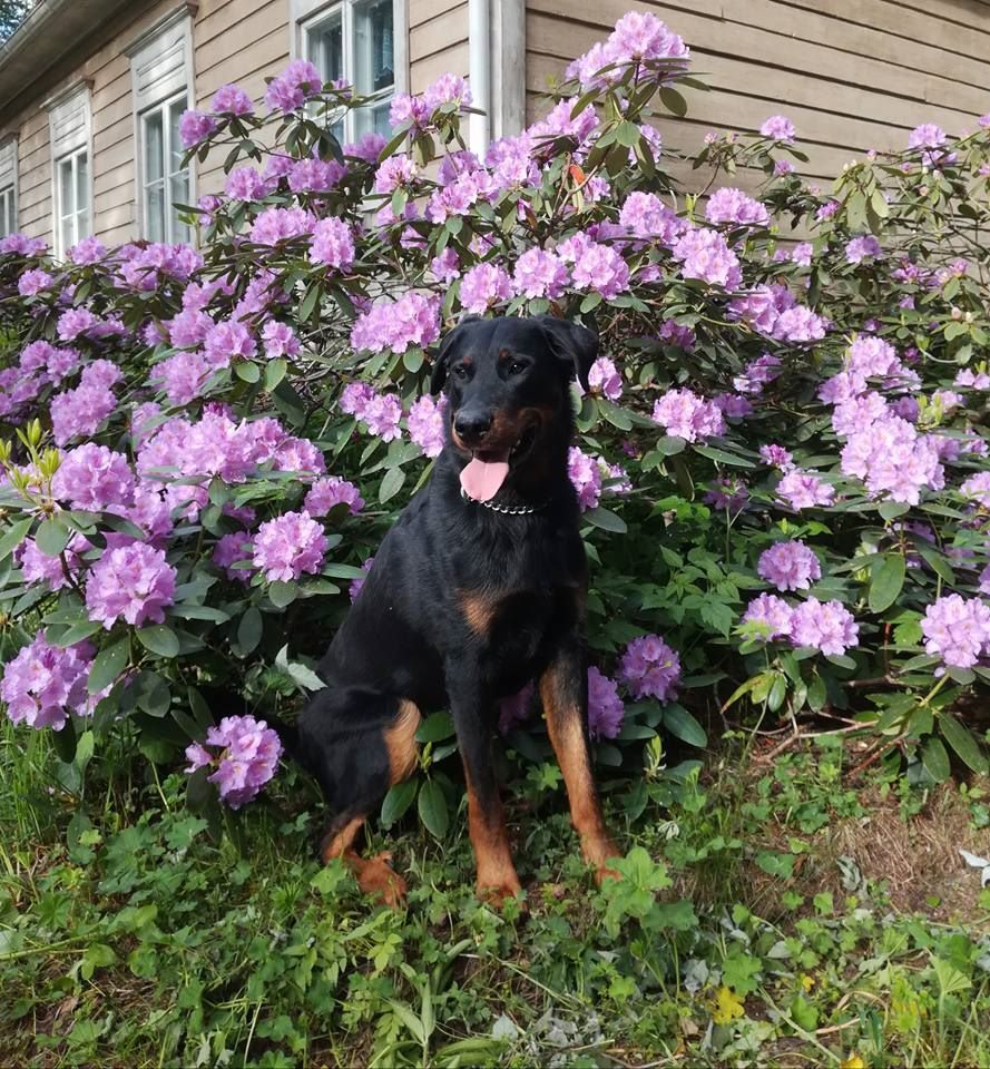 Publication : L'ami De La Campagne Auteur : ami de la campagne