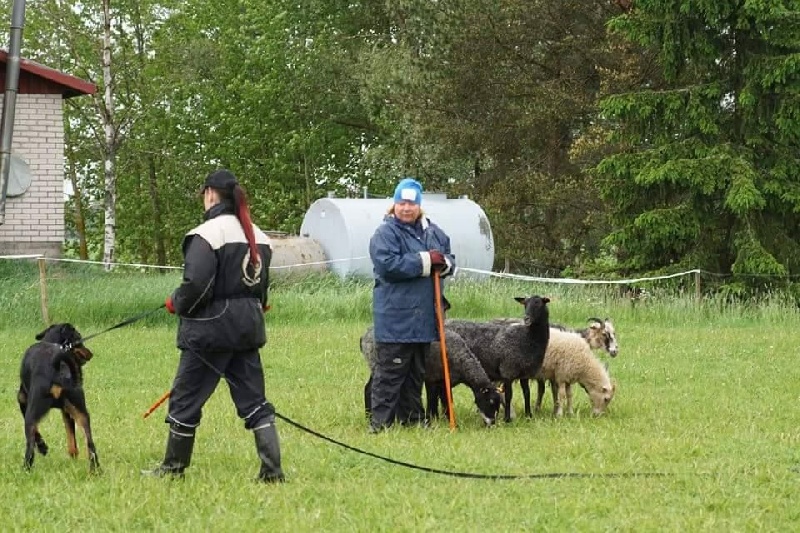 Publication : L'ami De La Campagne Auteur : ami de la campagne