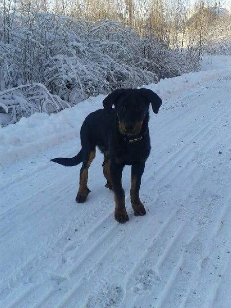 Publication : L'ami De La Campagne Auteur : ami de la campagne