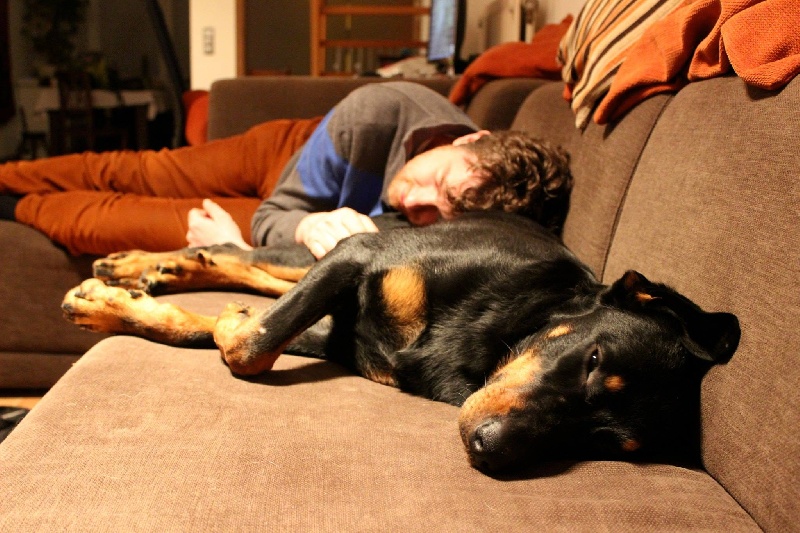 Publication : L'ami De La Campagne Auteur : l'Ami de la Campagne