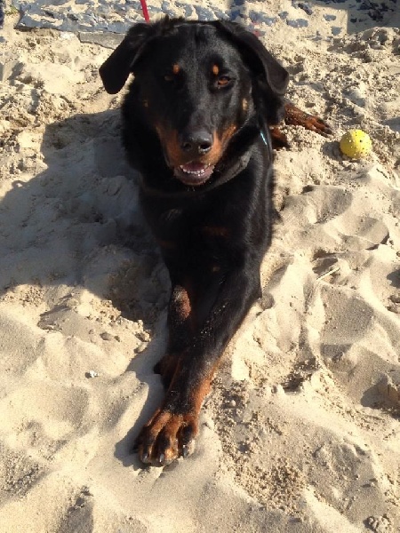 Publication : L'ami De La Campagne Auteur : l'Ami de la Campagne