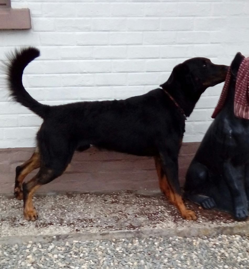 Publication : L'ami De La Campagne Auteur : ami de la campagne