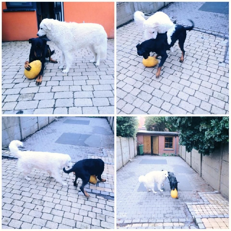 Publication : L'ami De La Campagne Auteur : l'Ami de la Campagne