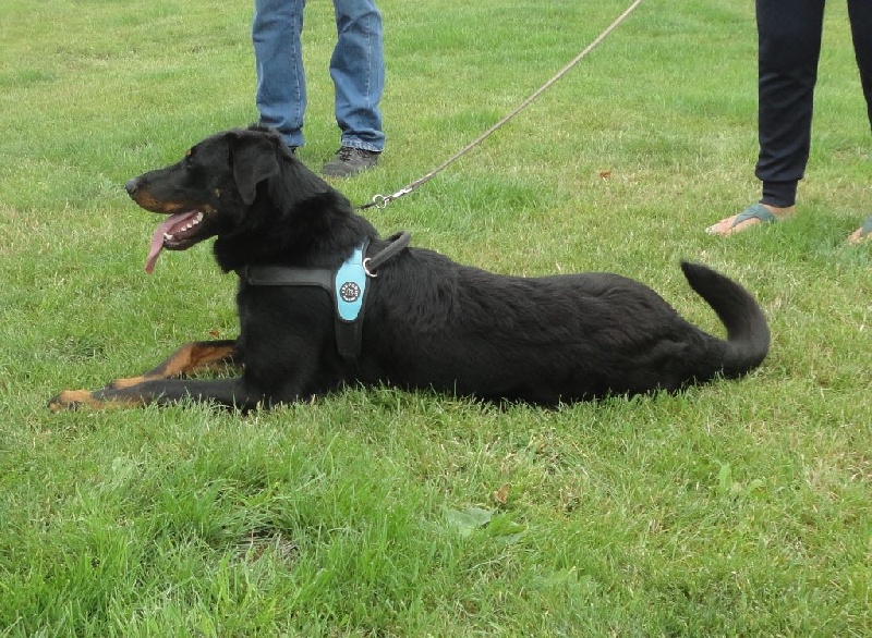 Publication : L'ami De La Campagne Auteur : l'Ami de la Campagne