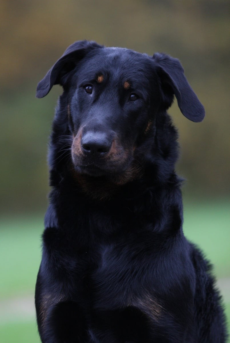 Xaden L'ami De La Campagne
