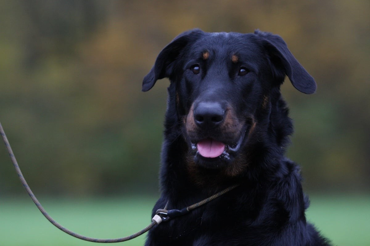 Xaden L'ami De La Campagne