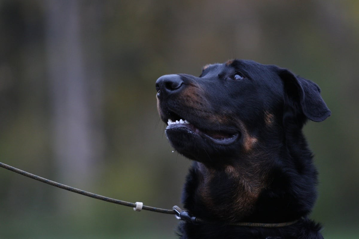 Xaden L'ami De La Campagne