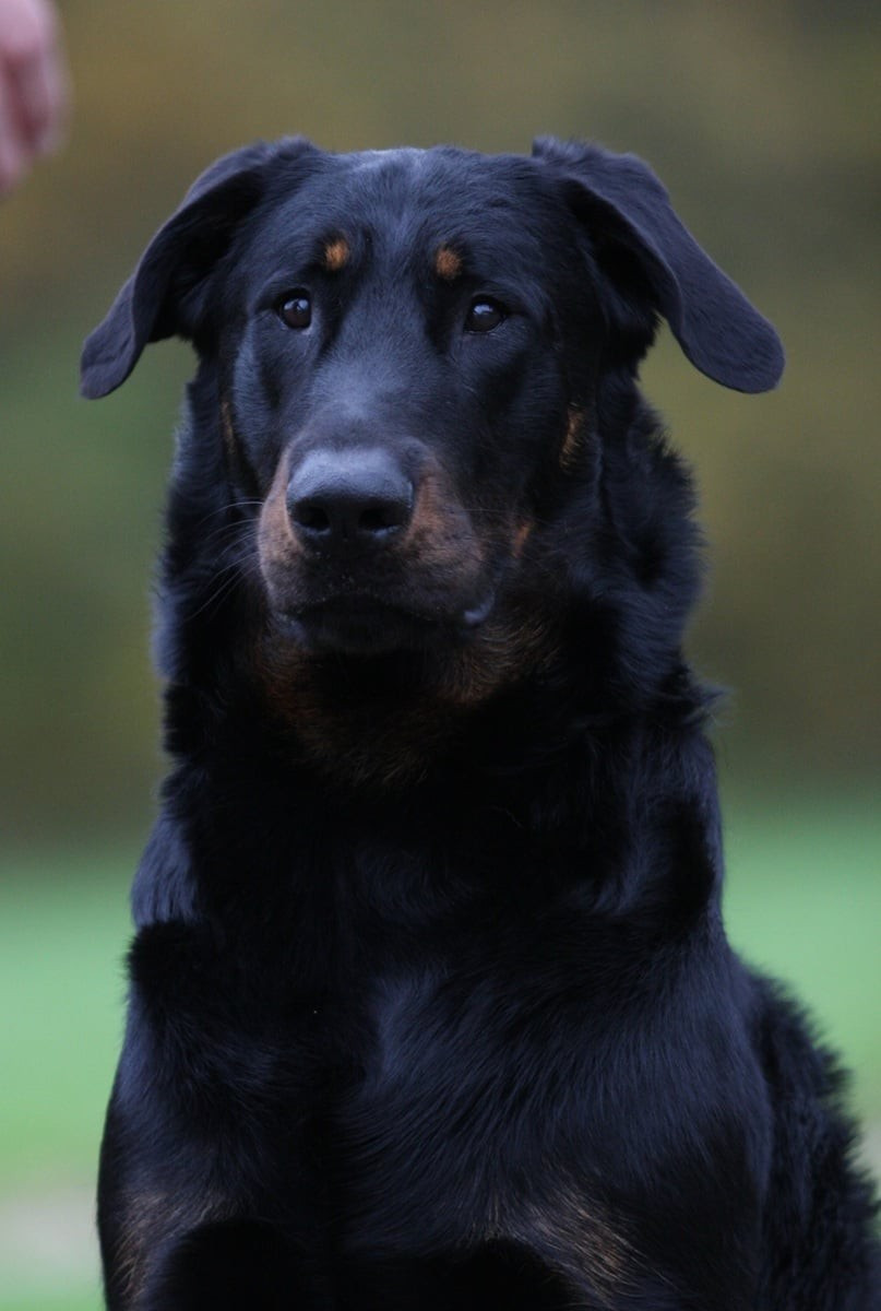 Xaden L'ami De La Campagne