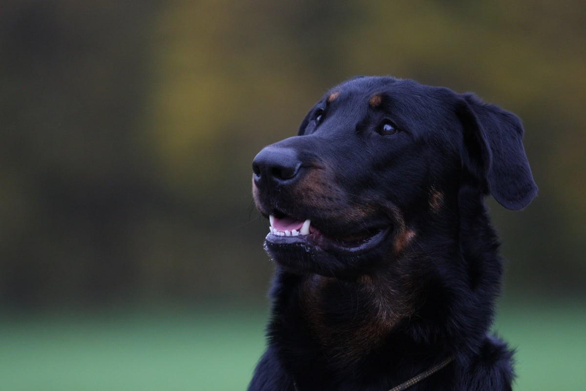 Xaden L'ami De La Campagne