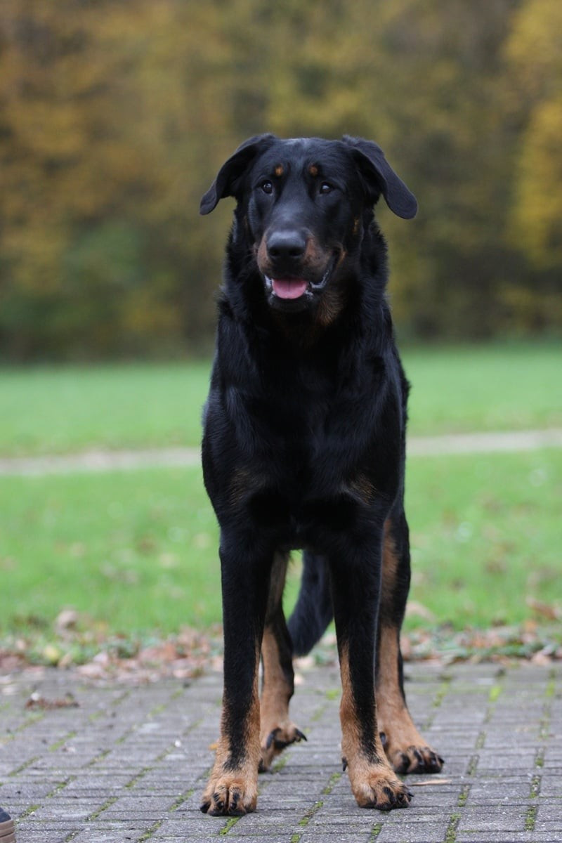 Xaden L'ami De La Campagne