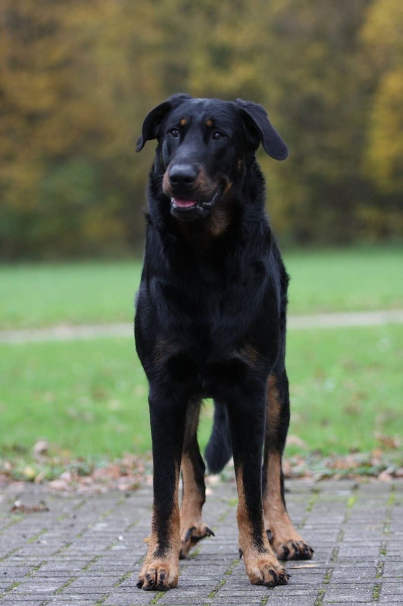 Xaden L'ami De La Campagne