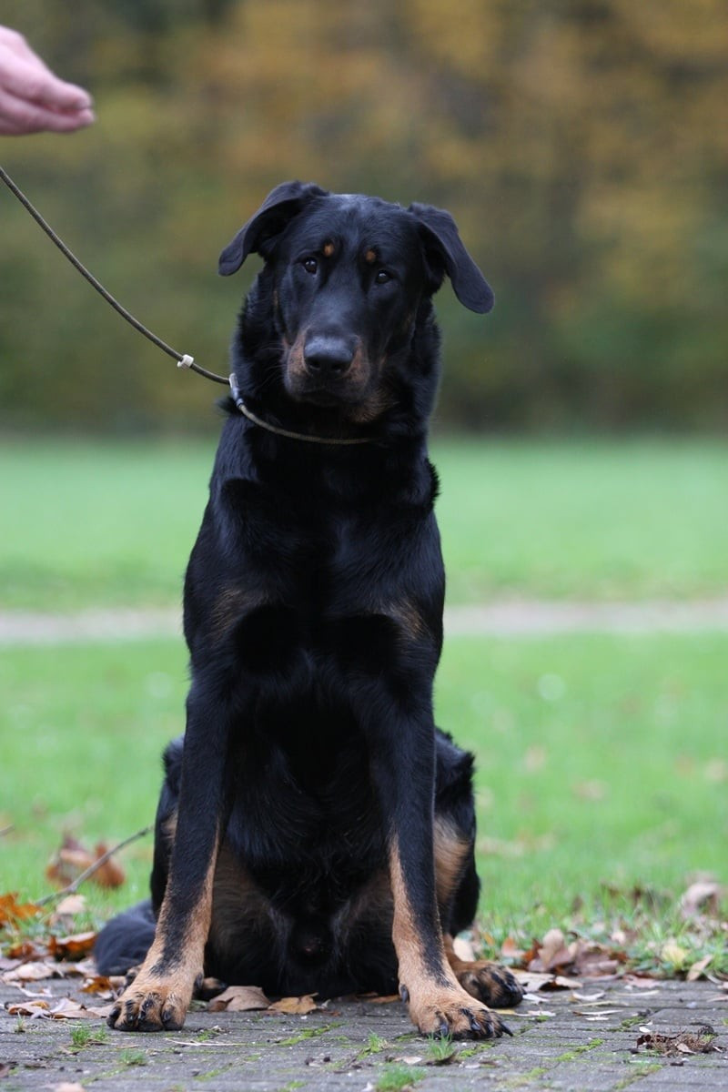 Xaden L'ami De La Campagne