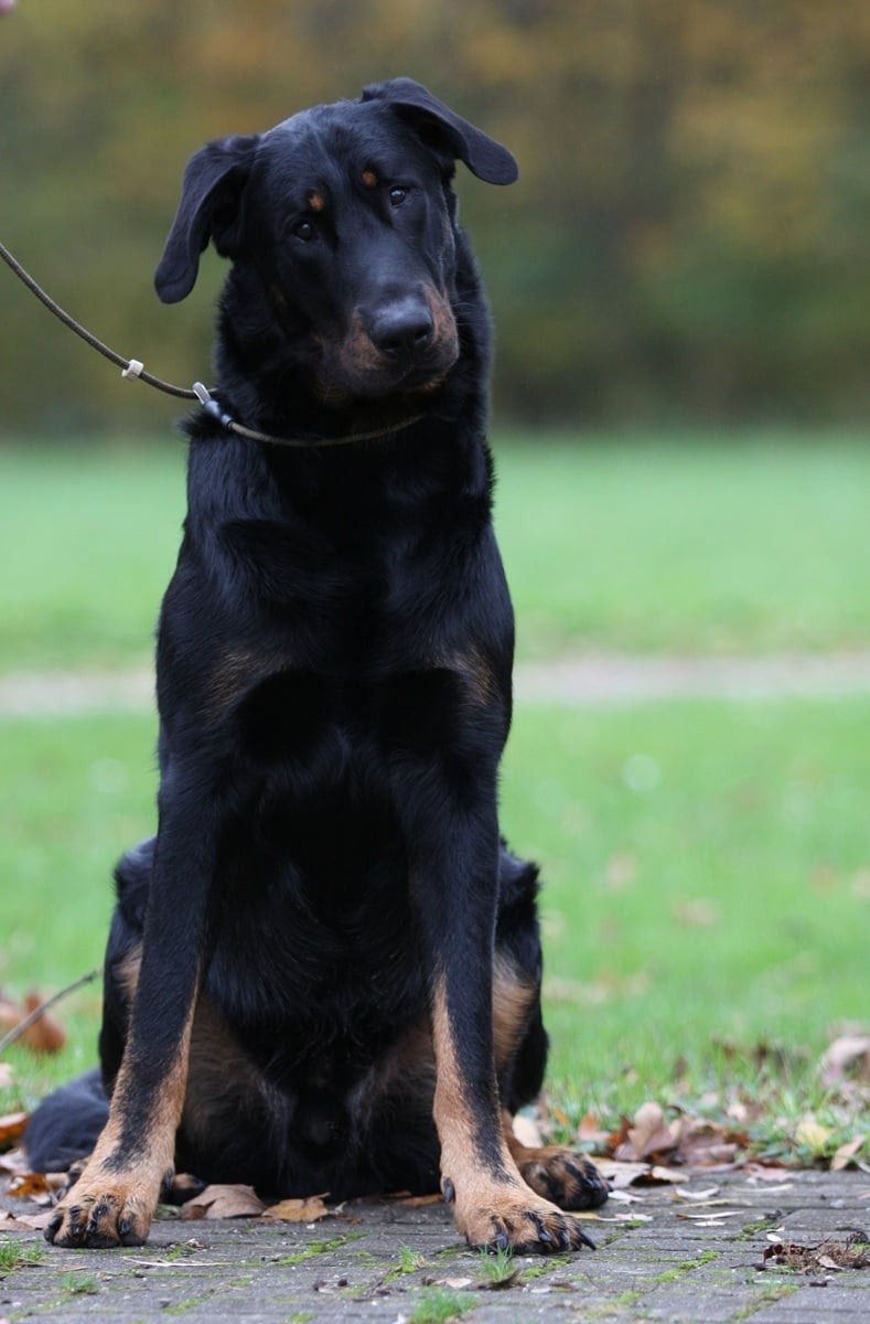 Xaden L'ami De La Campagne