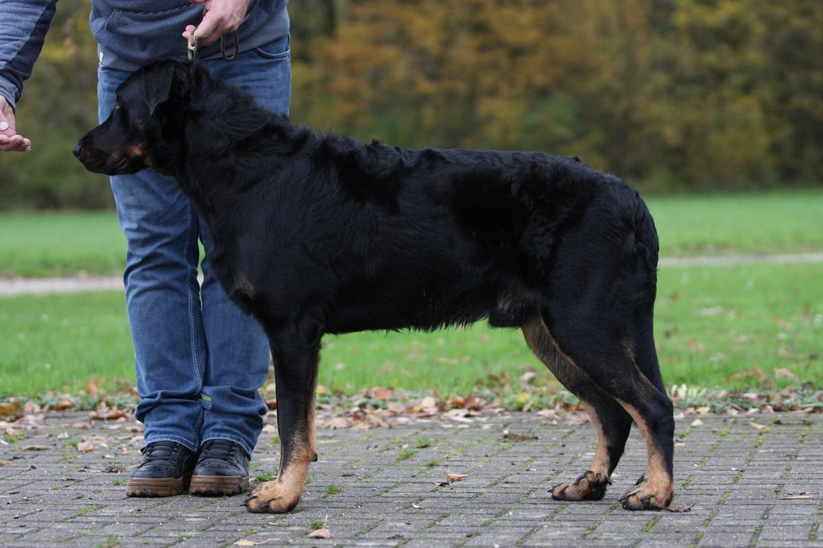 Xaden L'ami De La Campagne