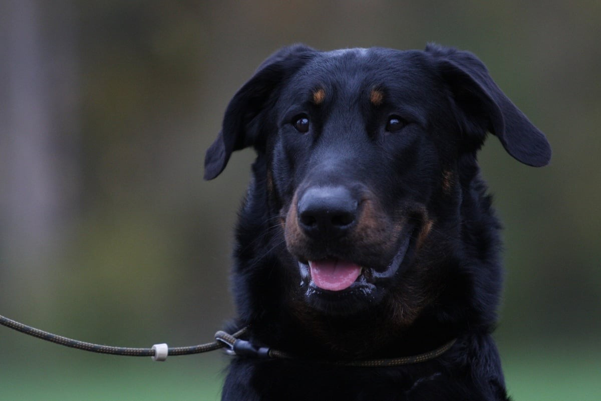 Xaden L'ami De La Campagne