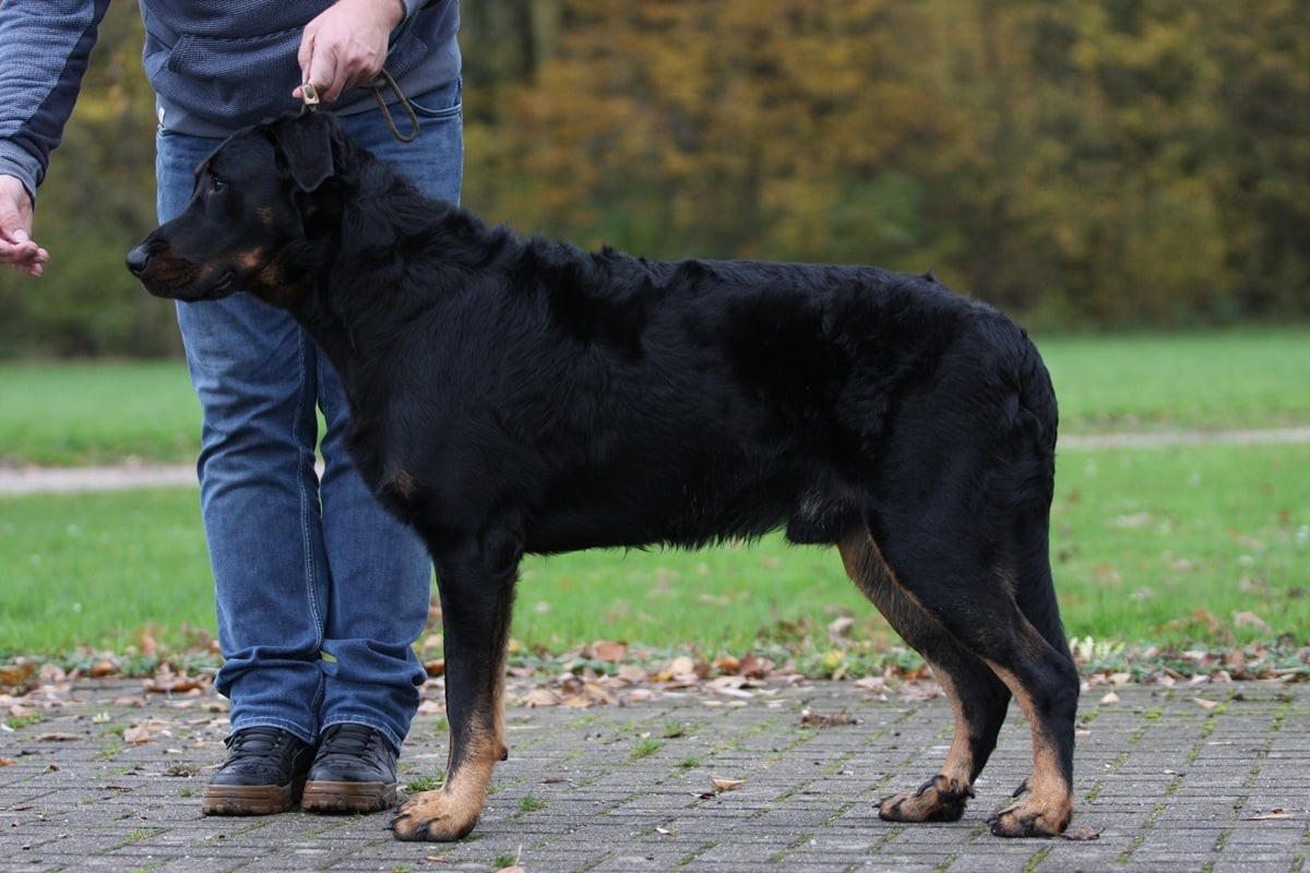 Xaden L'ami De La Campagne