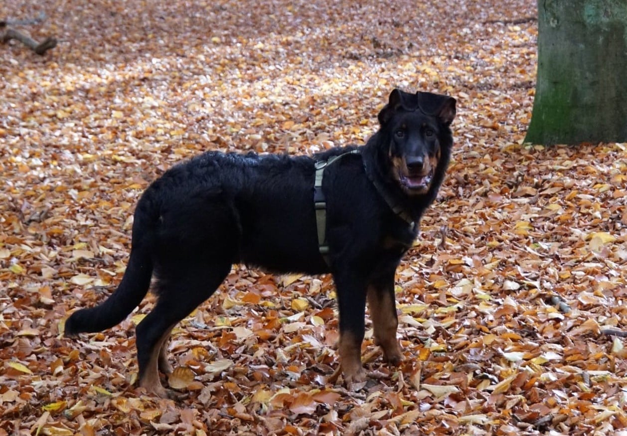 Yuceau L'ami De La Campagne