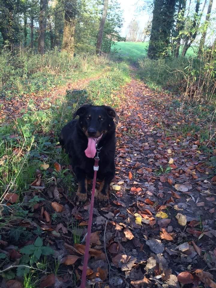 Publication : L'ami De La Campagne Auteur : l'Ami de la Campagne