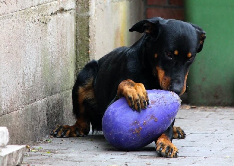Publication : L'ami De La Campagne Auteur : l'Ami de la Campagne