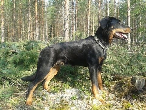 Publication : L'ami De La Campagne Auteur : ami de la campagne