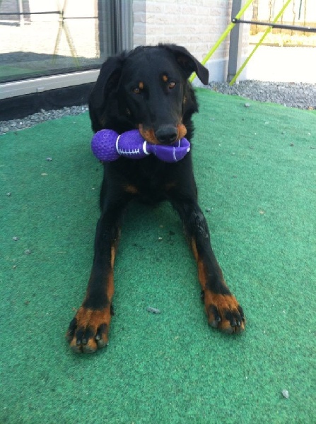 Publication : L'ami De La Campagne Auteur : l'Ami de la Campagne