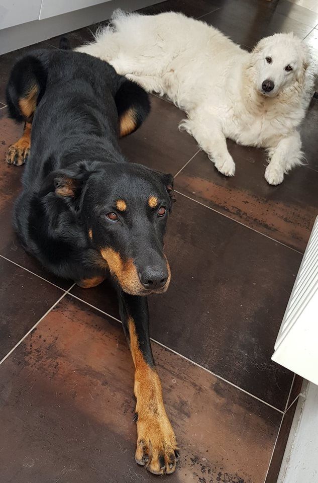 Publication : L'ami De La Campagne Auteur : l'Ami de la Campagne