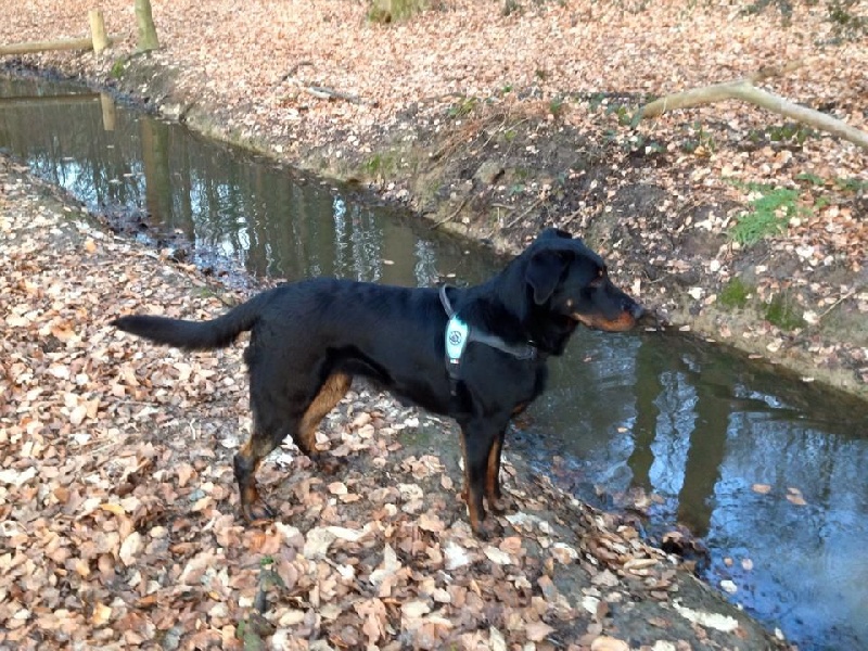 Publication : L'ami De La Campagne Auteur : l'Ami de la Campagne