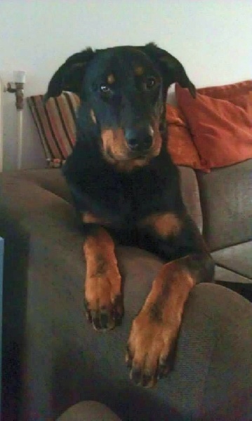 Publication : L'ami De La Campagne Auteur : l'Ami de la Campagne