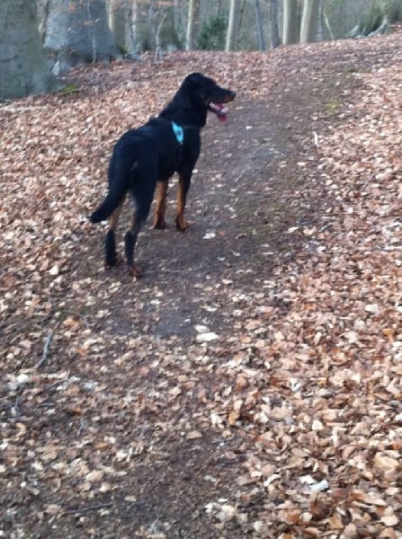 Publication : L'ami De La Campagne Auteur : l'Ami de la Campagne