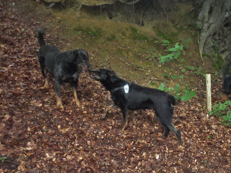 Publication : L'ami De La Campagne Auteur : l'Ami de la Campagne