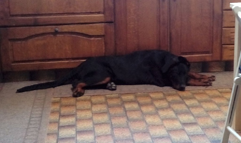 Publication : L'ami De La Campagne Auteur : ami de la campagne