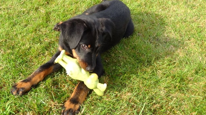 Publication : L'ami De La Campagne Auteur : 11 mois