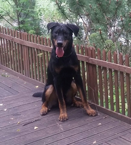 Publication : L'ami De La Campagne Auteur : ami de la campagne