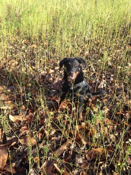 Publication : L'ami De La Campagne Auteur : l'Ami de la Campagne