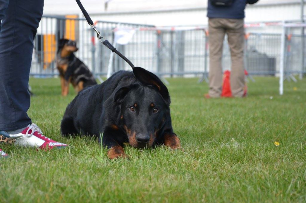 Publication : L'ami De La Campagne Auteur : ami de la campagne