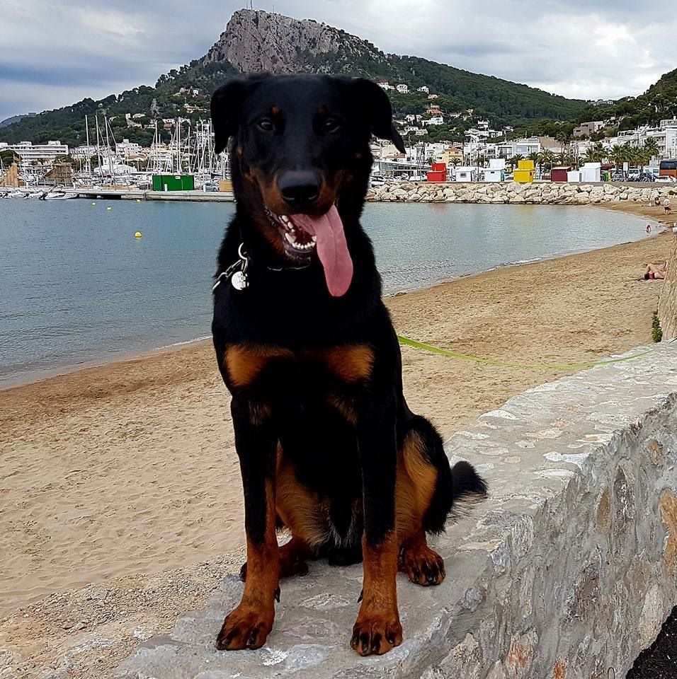 Publication : L'ami De La Campagne Auteur : ami de la campagne