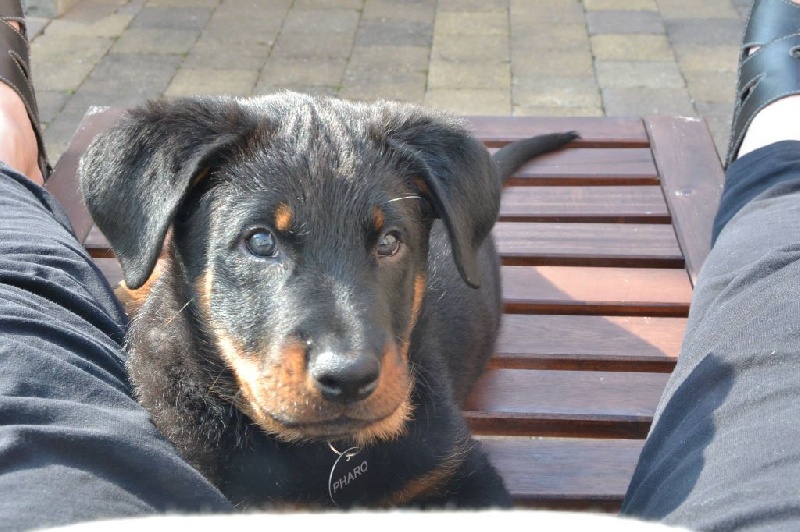 Publication : L'ami De La Campagne Auteur : ami de la campagne