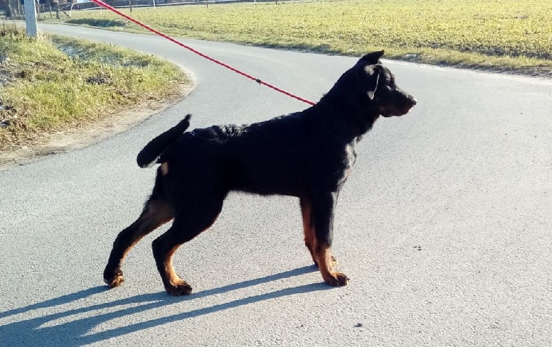 Publication : L'ami De La Campagne Auteur : ami de la campagne