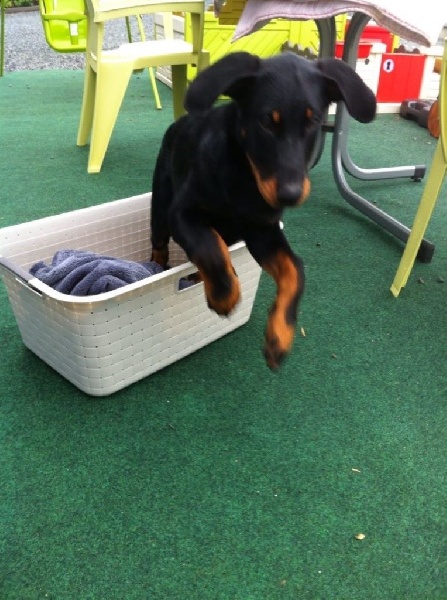 Publication : L'ami De La Campagne Auteur : l'Ami de la Campagne