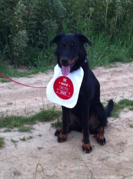 Publication : L'ami De La Campagne Auteur : l'Ami de la Campagne