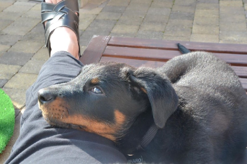 Publication : L'ami De La Campagne Auteur : ami de la campagne